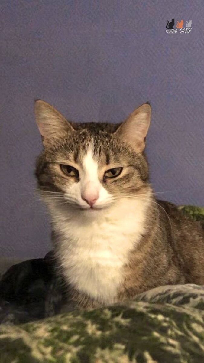 Наша маленькая кошечка Кнопка всегда улыбается нам