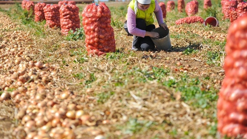     Фото: Минсельхоз СК