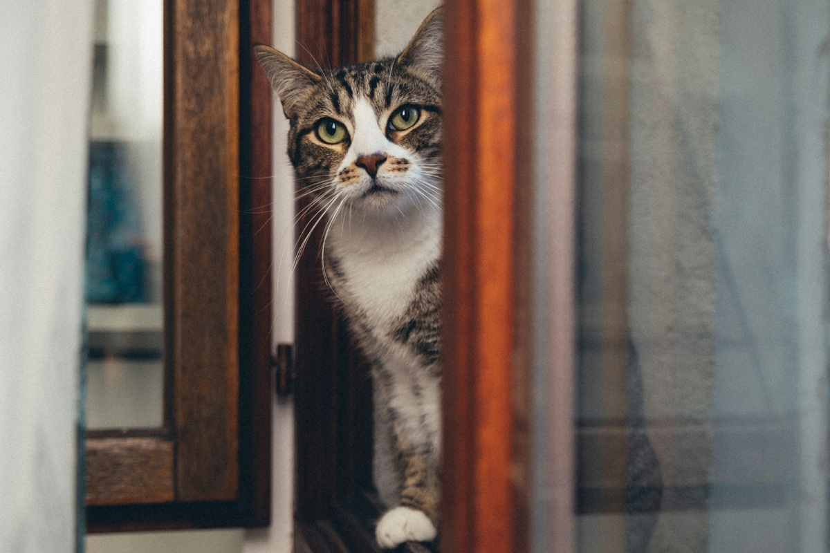     Почему кошка вечно открывает двери, и как отучить ее это делать