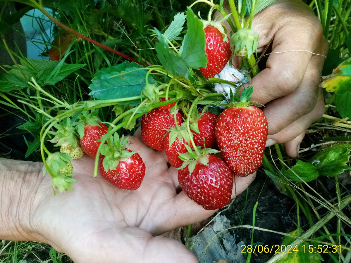 Зря я не  удалил лишние бутоны. Сорт Находка