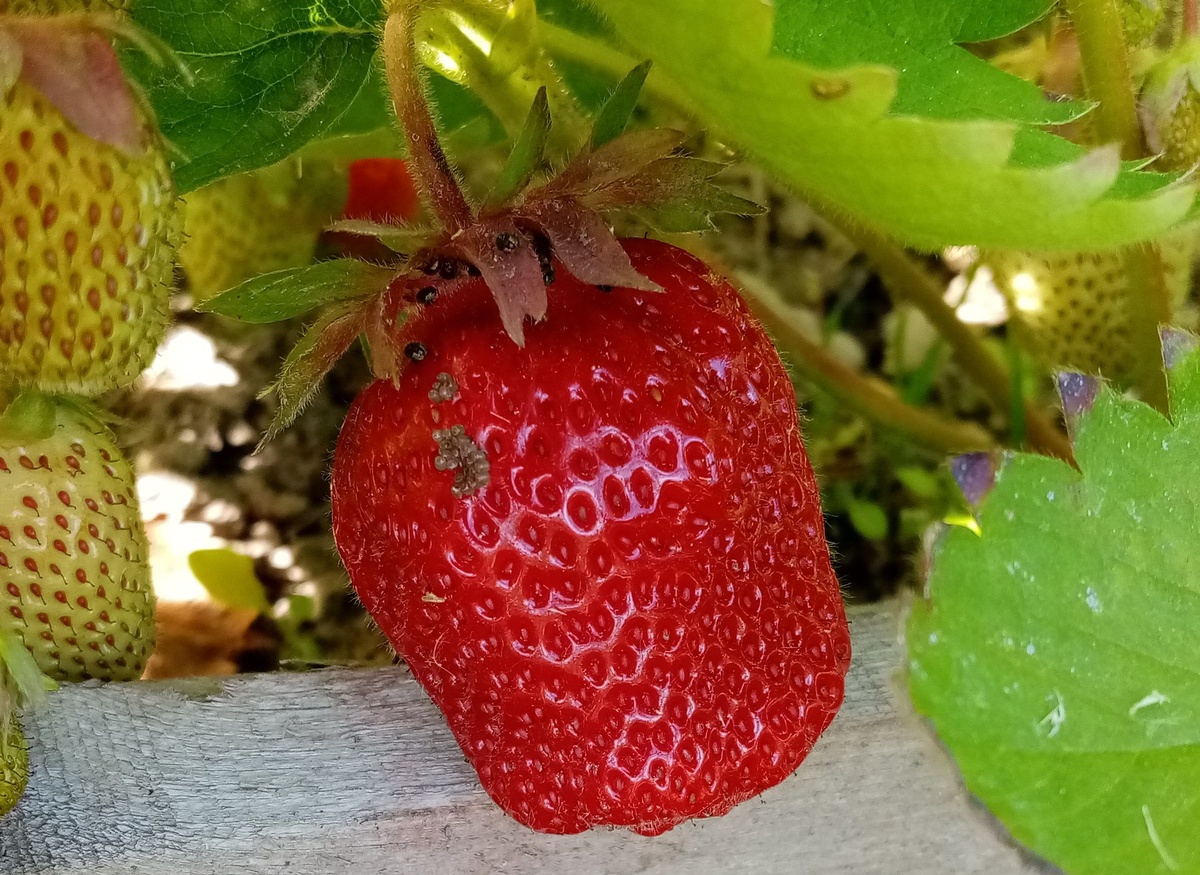 Вот они неизвесные вредители