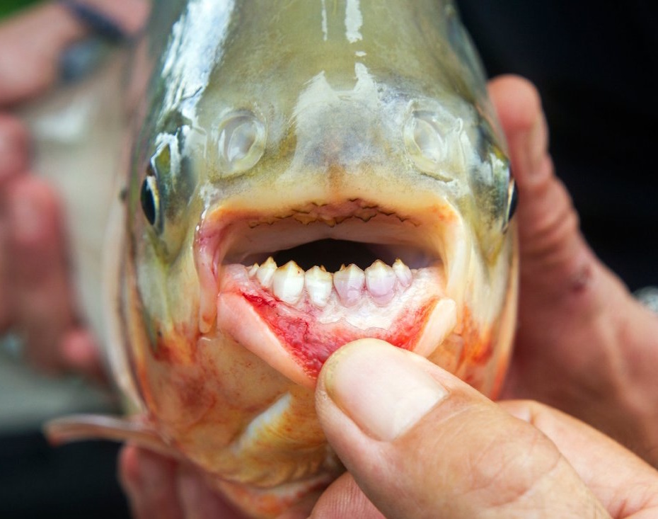 Вот такие экземпляры иногда попадаются в российских водоёмах. (Фото: www.funnyart.club).