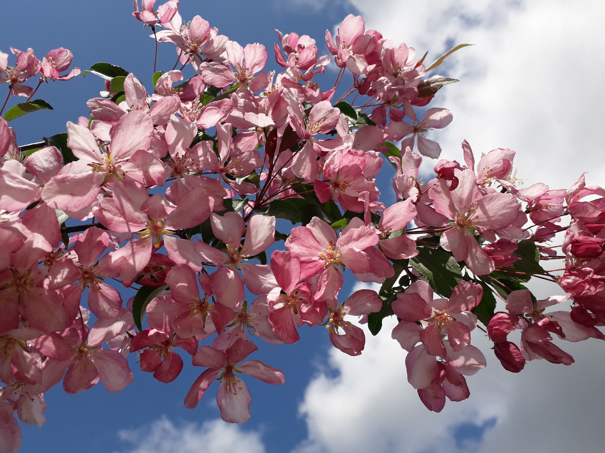 Яблоня в цвету