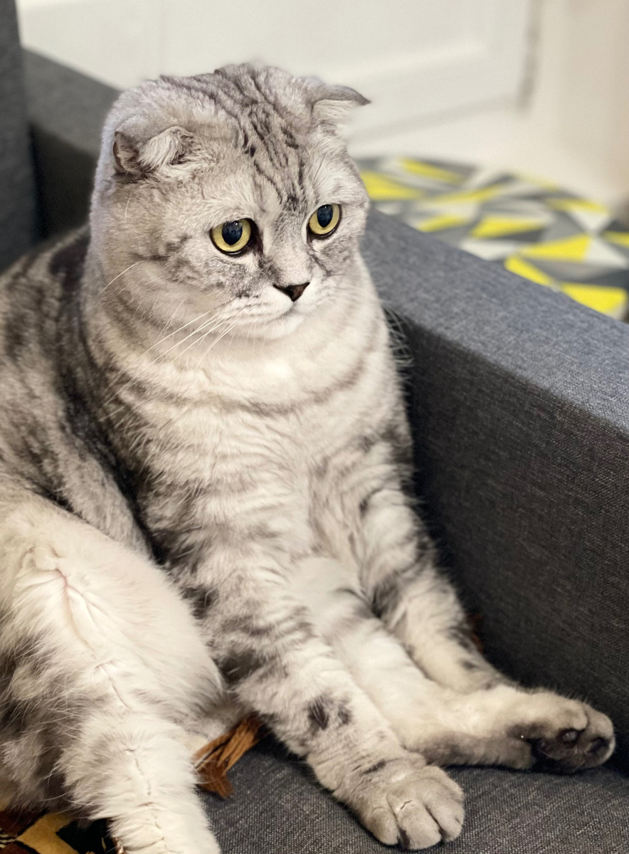 #котик #AstrologyNelly #питомец #животные #кот