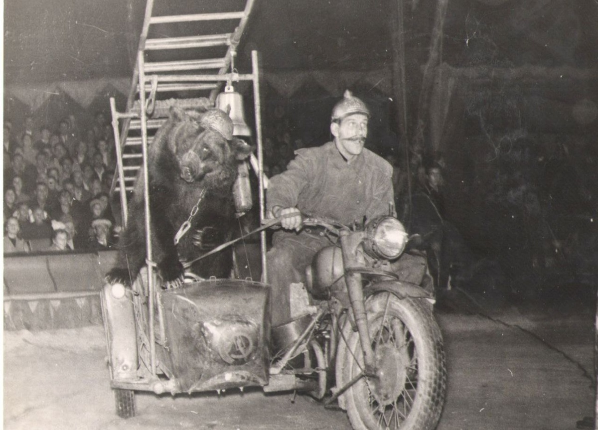 Анатолий Корнилов работает с медведями, фото отсюда https://t.me/kornilov_show