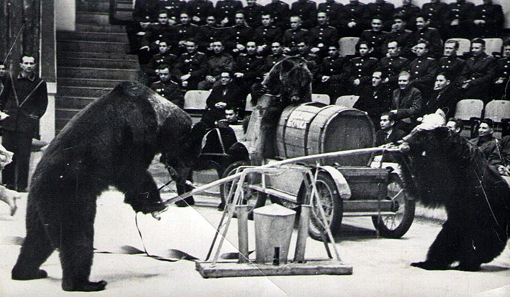 Анатолий Корнилов работает с медведями, фото отсюда https://t.me/kornilov_show