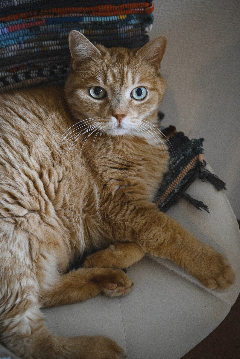 Фото: Анна Гончар. Кот Сыр - самый главный знаток вин и хорошей кухни. 