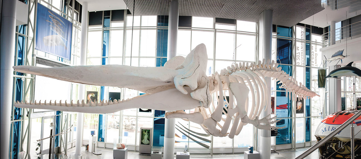 Кашалоты - одни из самых крумных животных на Земле