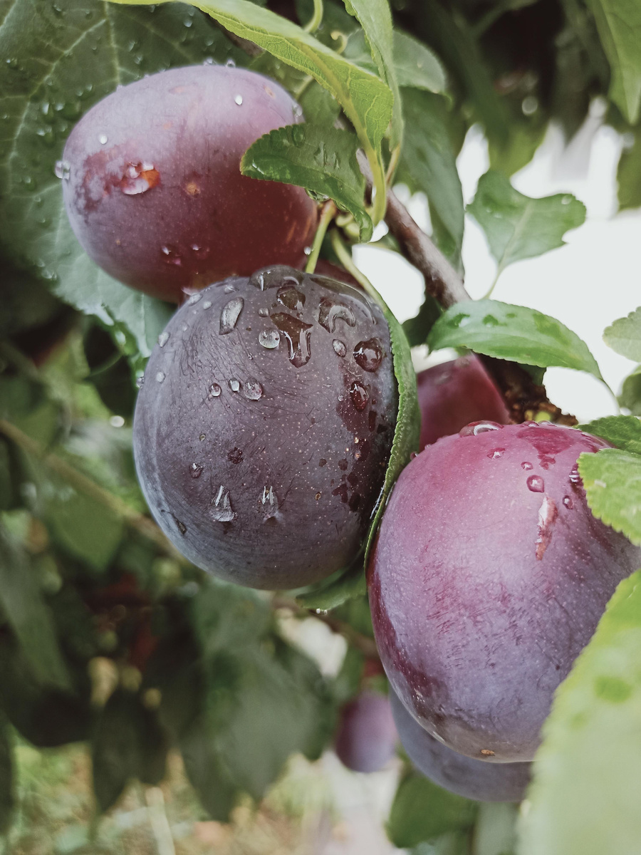 К сожалению, "с ветки" в магазине не купить.
