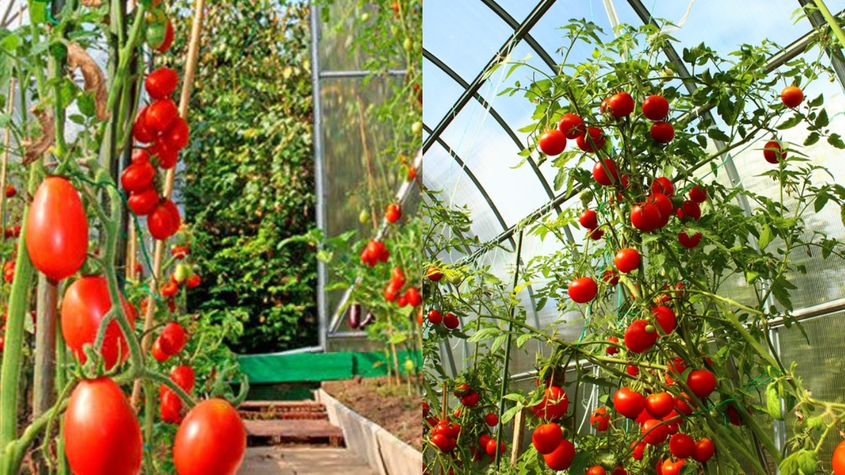 Высокорослые томаты в теплице достигли 2.2 метра к середине июля