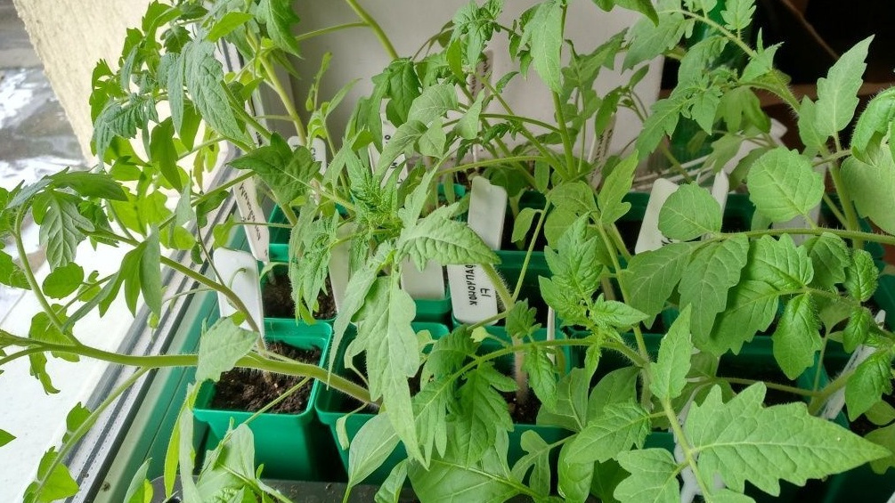 Рассада высокорослых томатов перед высадкой в теплицу, возраст 65 дней