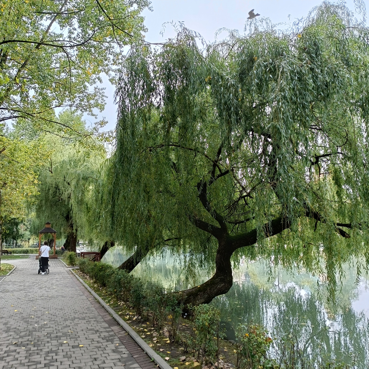 Вот так ветвиться