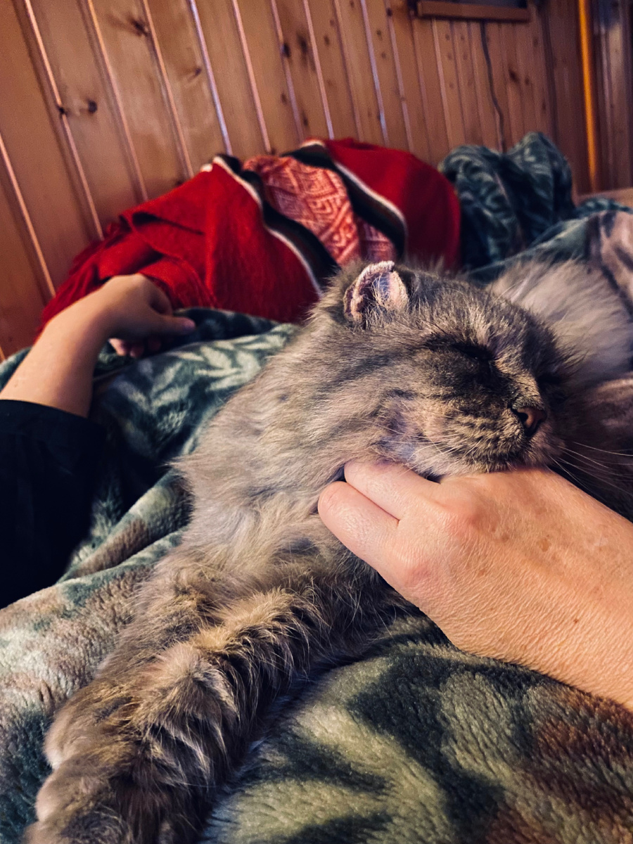 Филя целыми днями либо спит, либо дремлет на ком-то из нас. Везде фото автора.