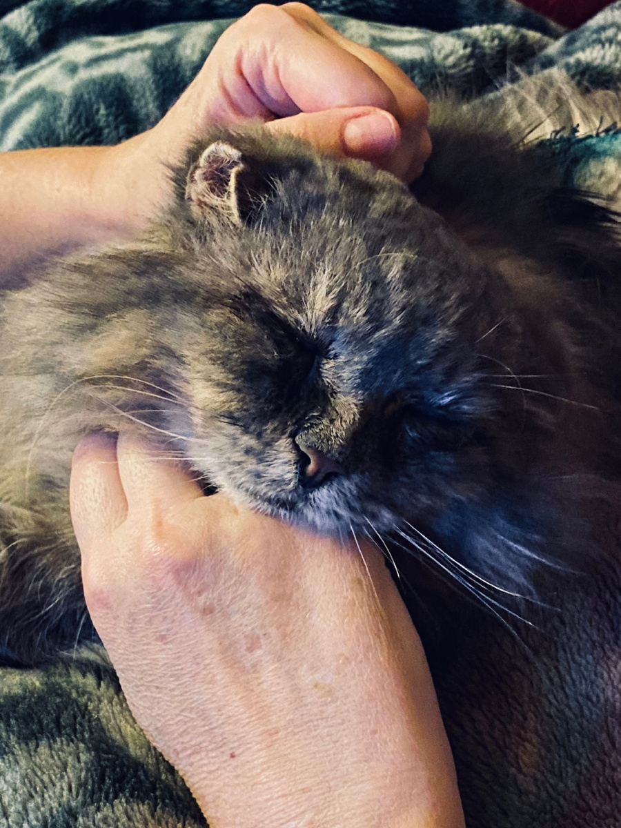 Филю очень любит повесить морду мне на руку и так уснуть.