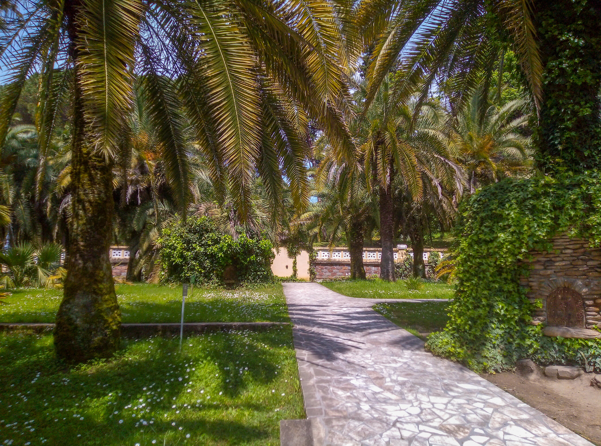 Парк Дендрарий в Сочи, весна, конец мая, пальмы и другие растения