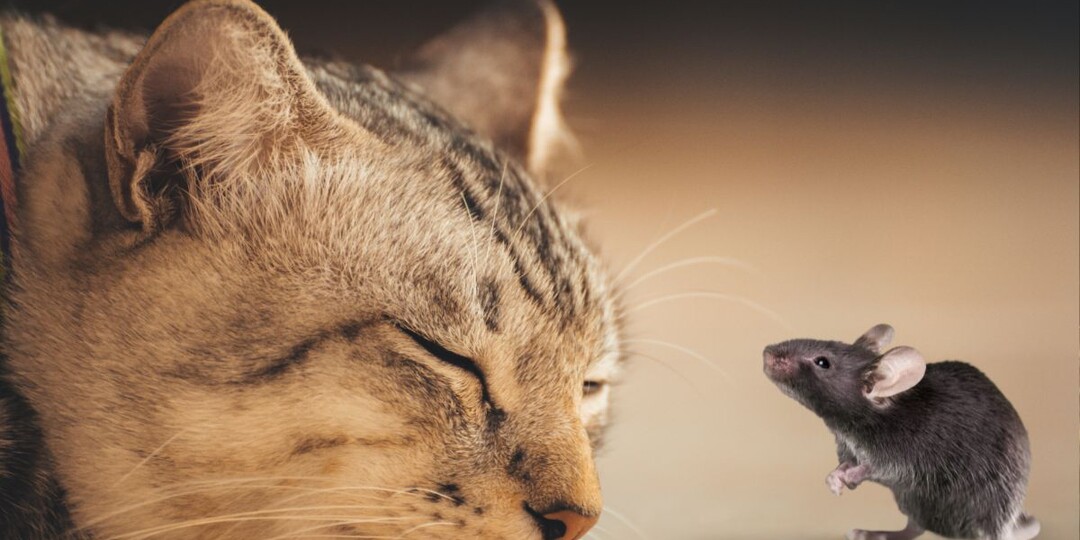 Почему домашние кошки теряют интерес к охоте на мышей?