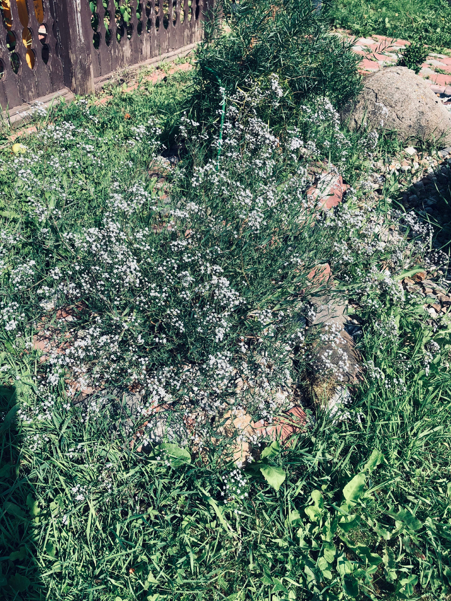 Вот так гипсофила выглядит на ярком солнце. Ну так себе!