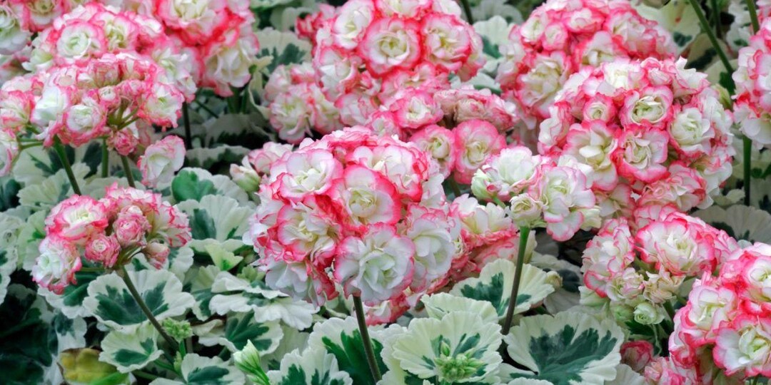 Похожие на розы: 7 цветов с затейливыми бутонами