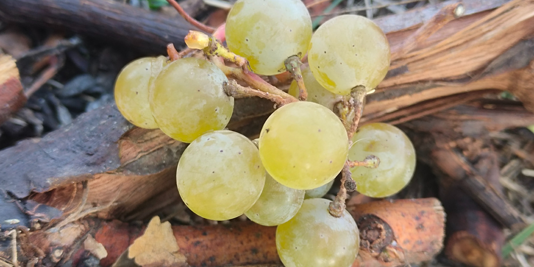 Какие виноградные рукава нельзя оставлять ещё на год. Показываю на примерах