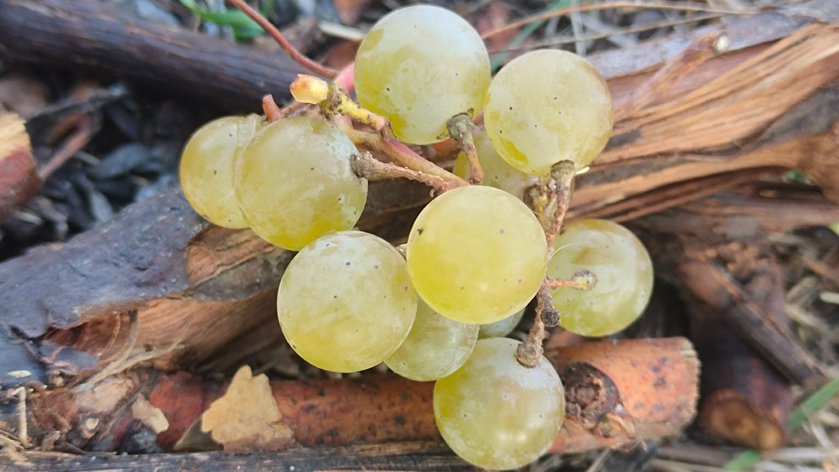 Нашёл небольшую гроздочку Вандал Клише в траве, у самой земли 