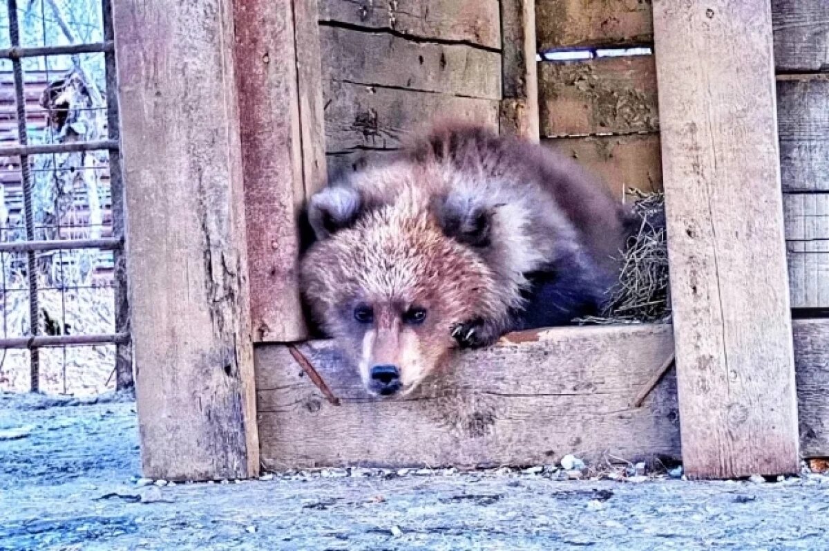    На Камчатке с кордона Пиначево сбежал медвежонок-сирота