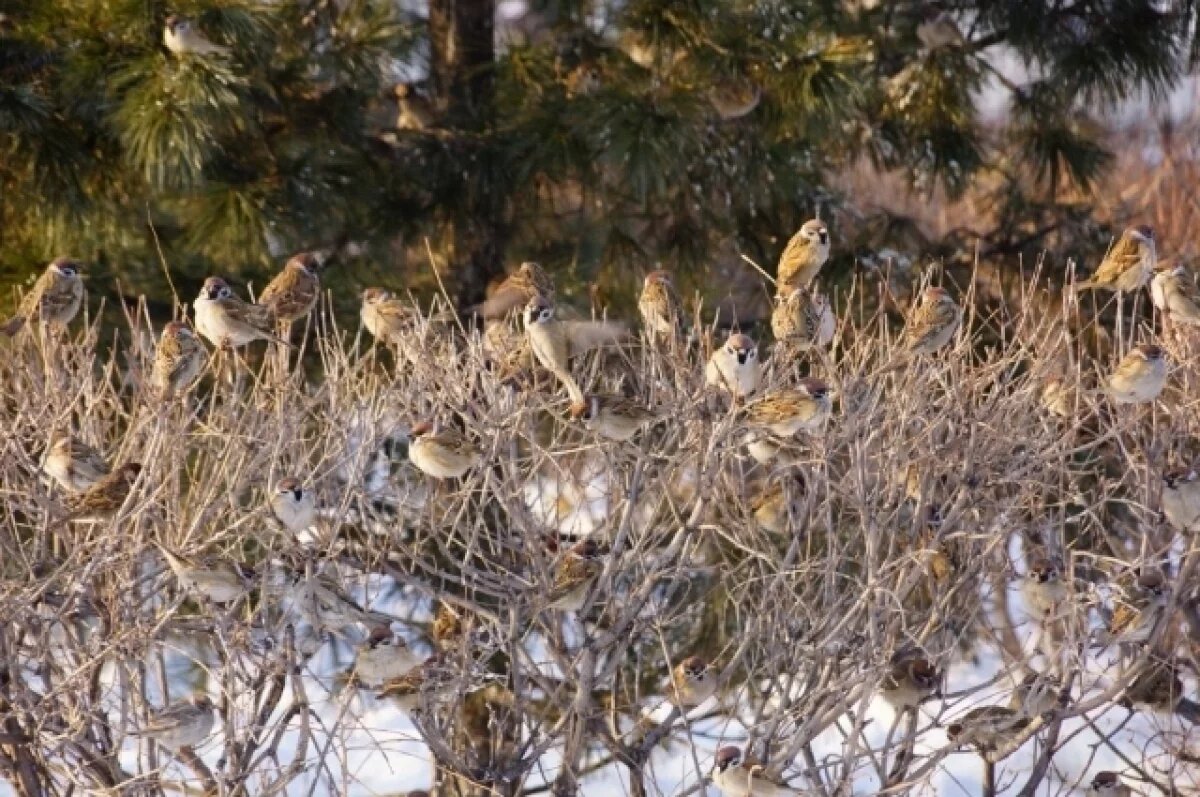    Погода: 22 ноября в Хабаровске снег, ветер и интрига метеорологов