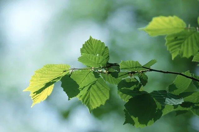    Что такое орешник?