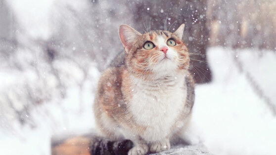    Синоптики ожидают приход зимы в Центральную Россию Андрей Галкин