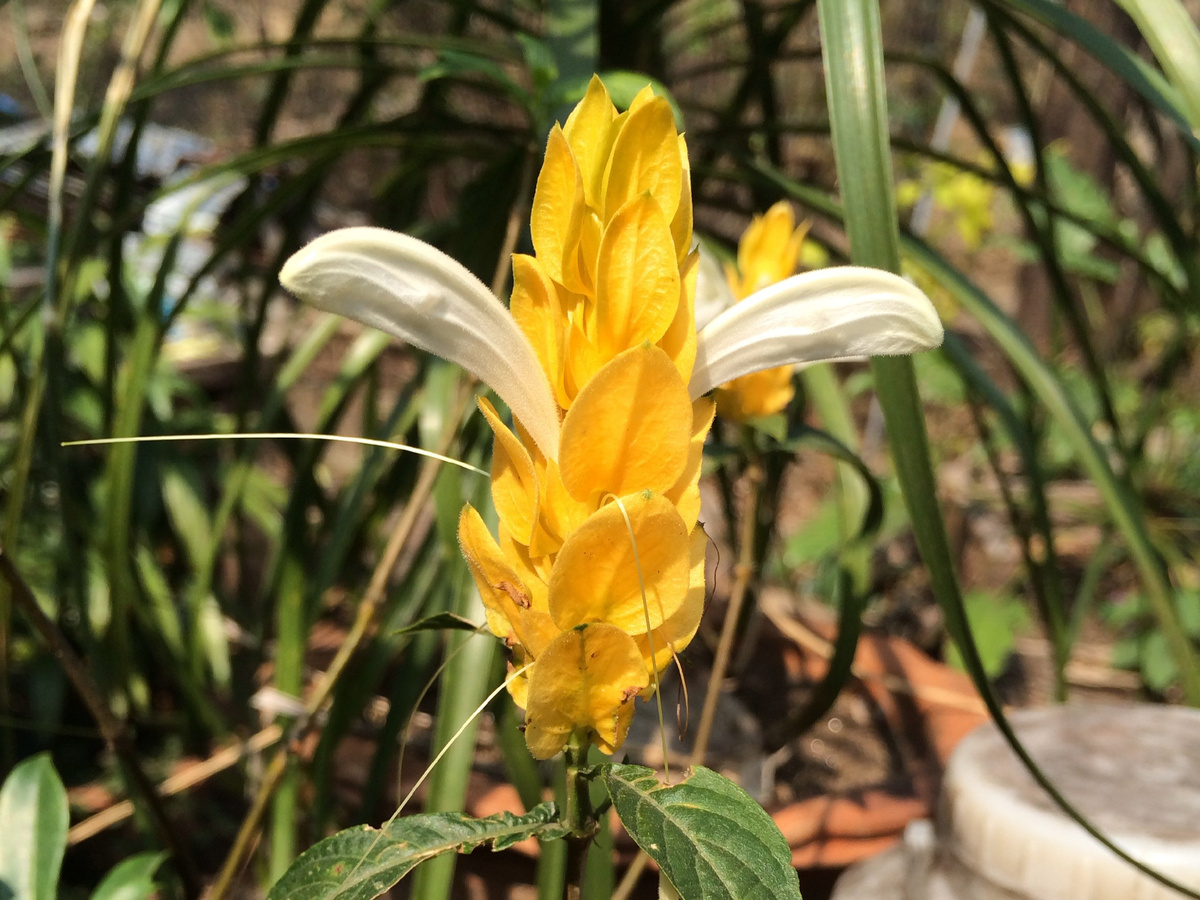 Пахистахис желтый. Фото: biodiversity.bt