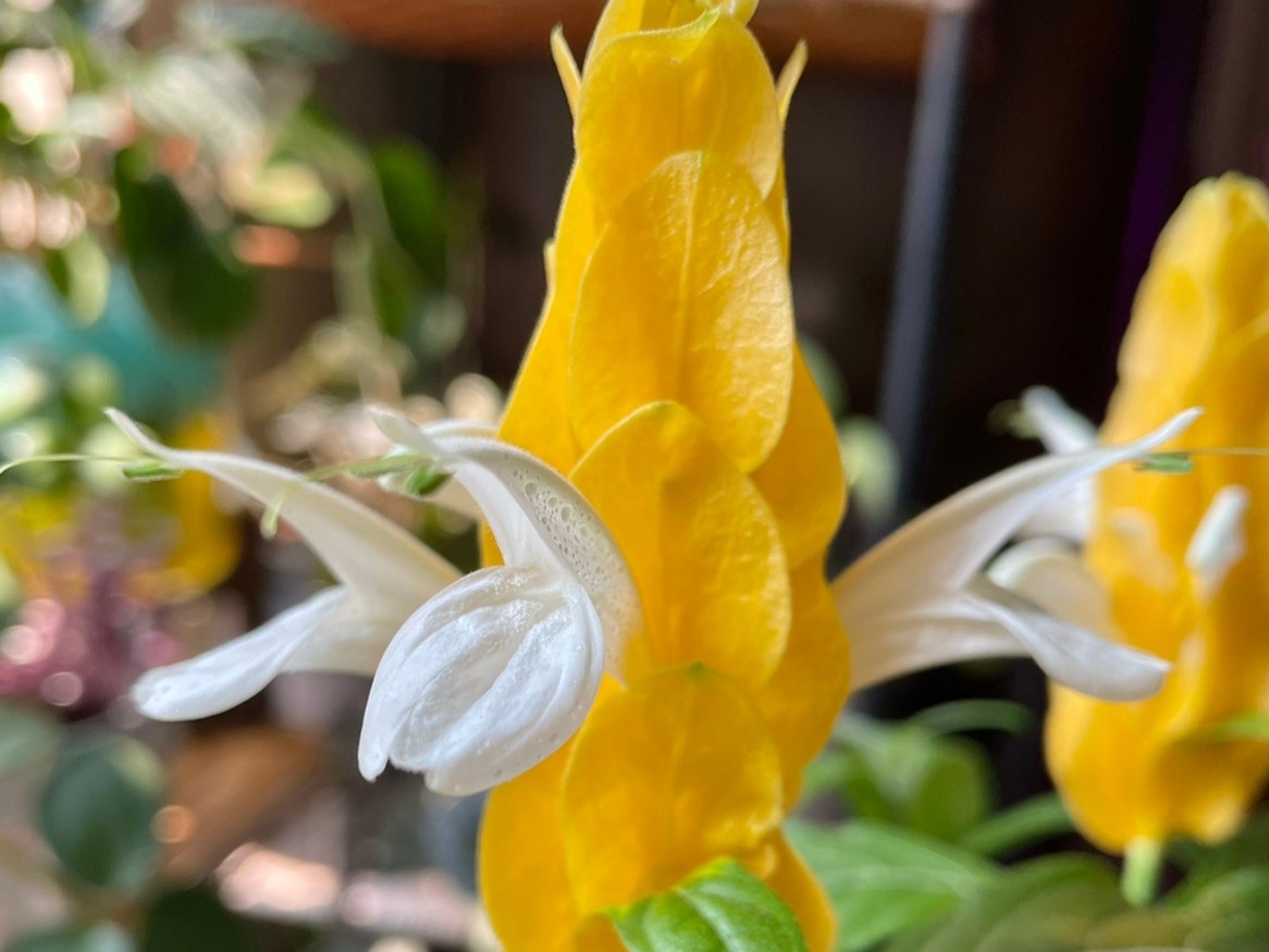 Соцветие пахистахиса желтого. Фото: greg.app