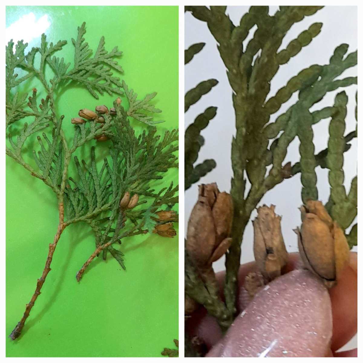 Ветка туи с шишками