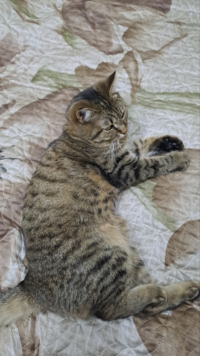 Фото автора.Кошечка тоже автора.