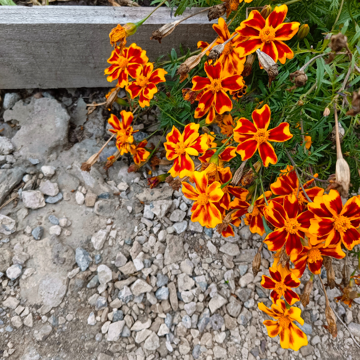 Из личного архива: цветы на даче моей тёти (г. Курган, пос. Керамзитный)