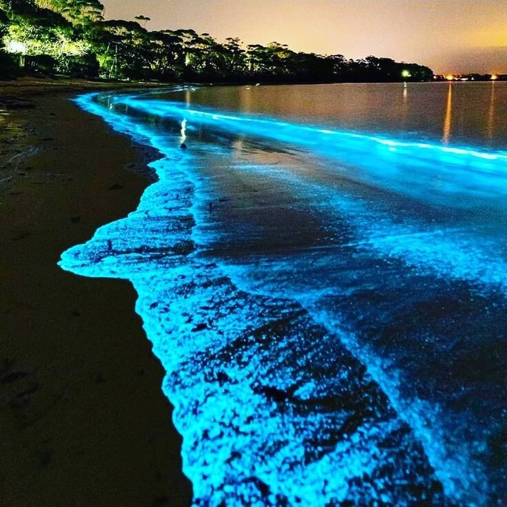 https://www.pinterest.com/pin/clear-kayak-sunset-with-bioluminescence-tour-florida-adventurer--676595544044107086/