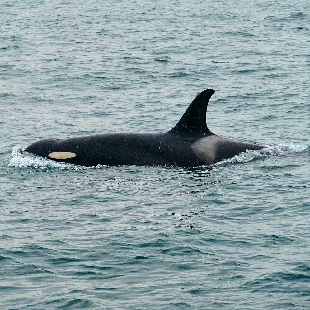 Самка рыбоядного экотипа у берегов Камчатки