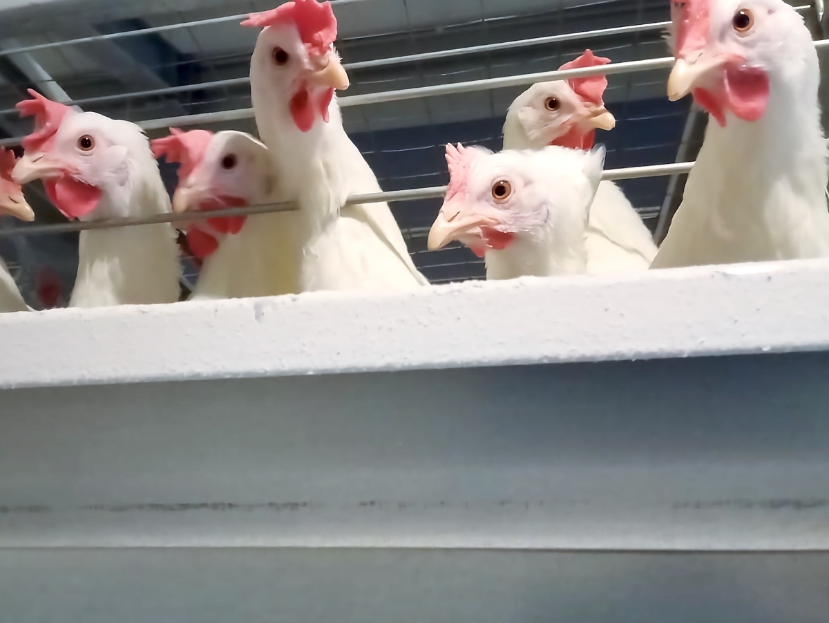 Предприниматель Шамиль Гаджиев построил в Билибино первую птицефабрику / Фото: КРВД