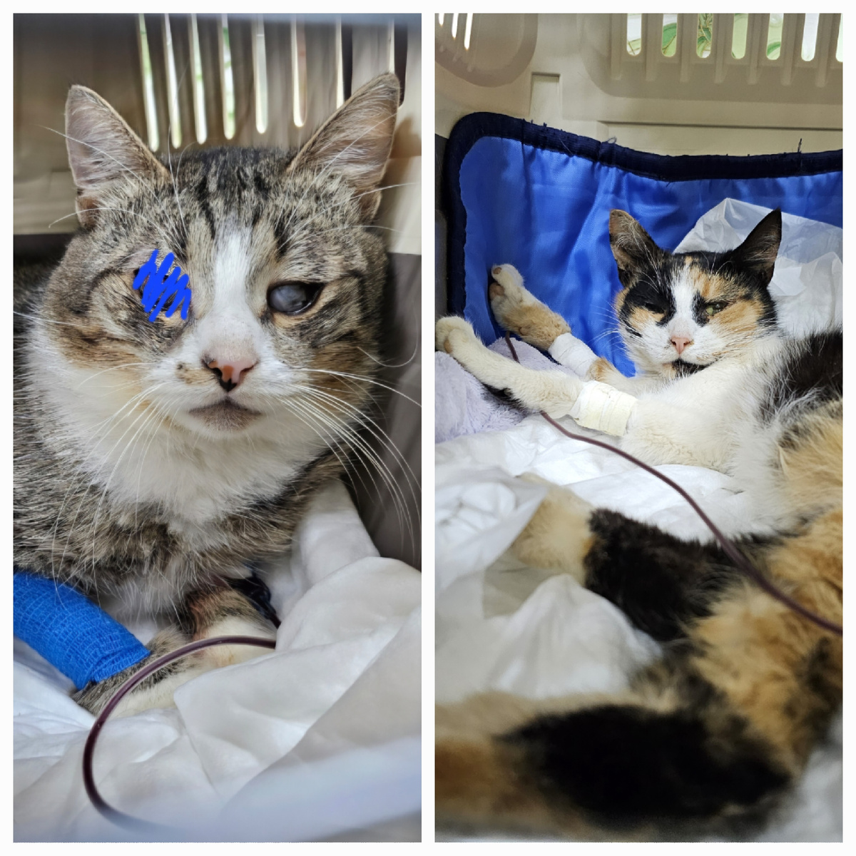 Фото автора. Ко или на переливании.