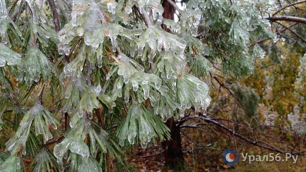    Дождь и морозы до -11°С: Какая погода ждет Оренбургскую область в ближайшие выходные дни