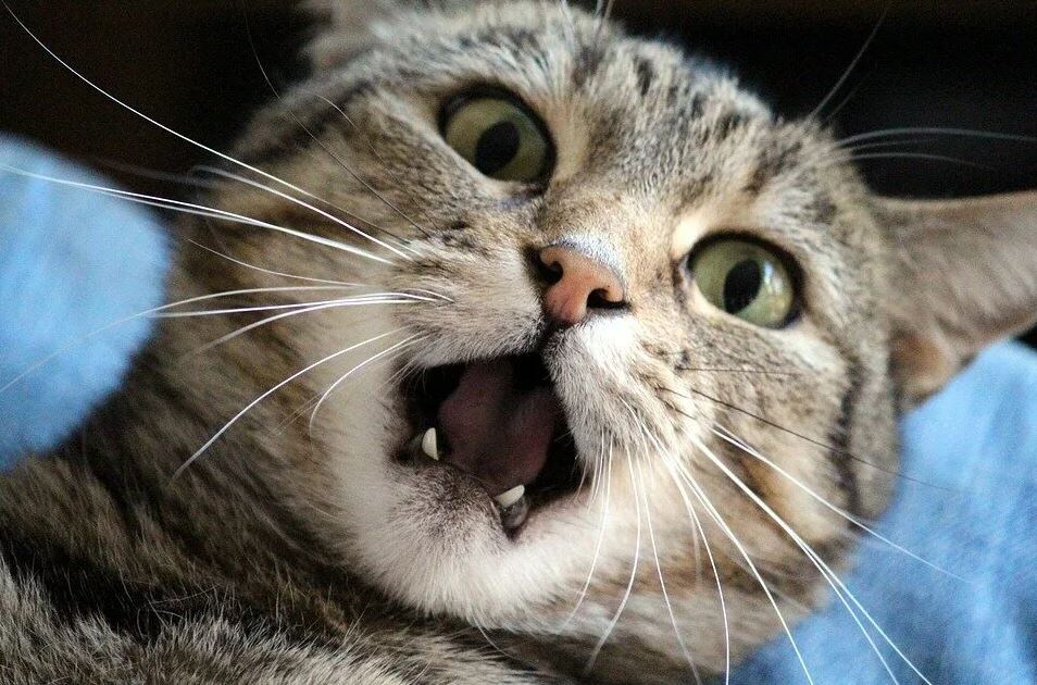 Источник: Яндекс Картинки