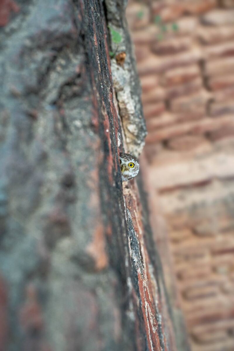 Фото на тему "жаворонки и совы" - моей коллеги по паломничеству, Радхадулари даси. 