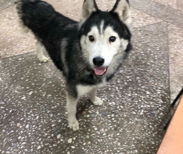 0,75 хаски, которому не нашлось места в новой жизни😭