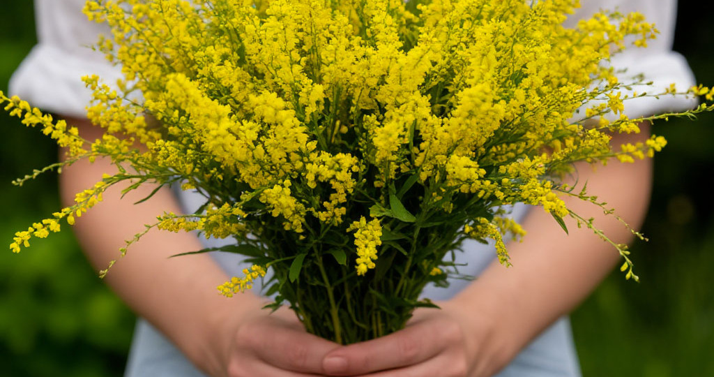 Донник и его магические свойства