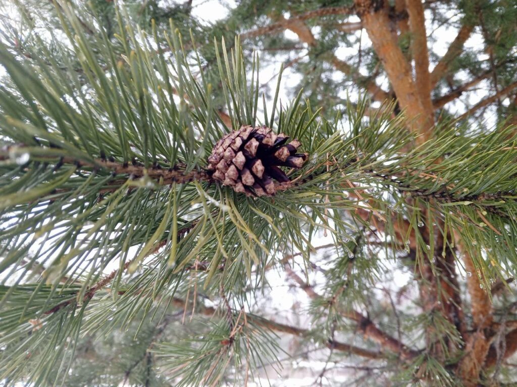   Фото: "В курсе.ру" Полина Анкушина