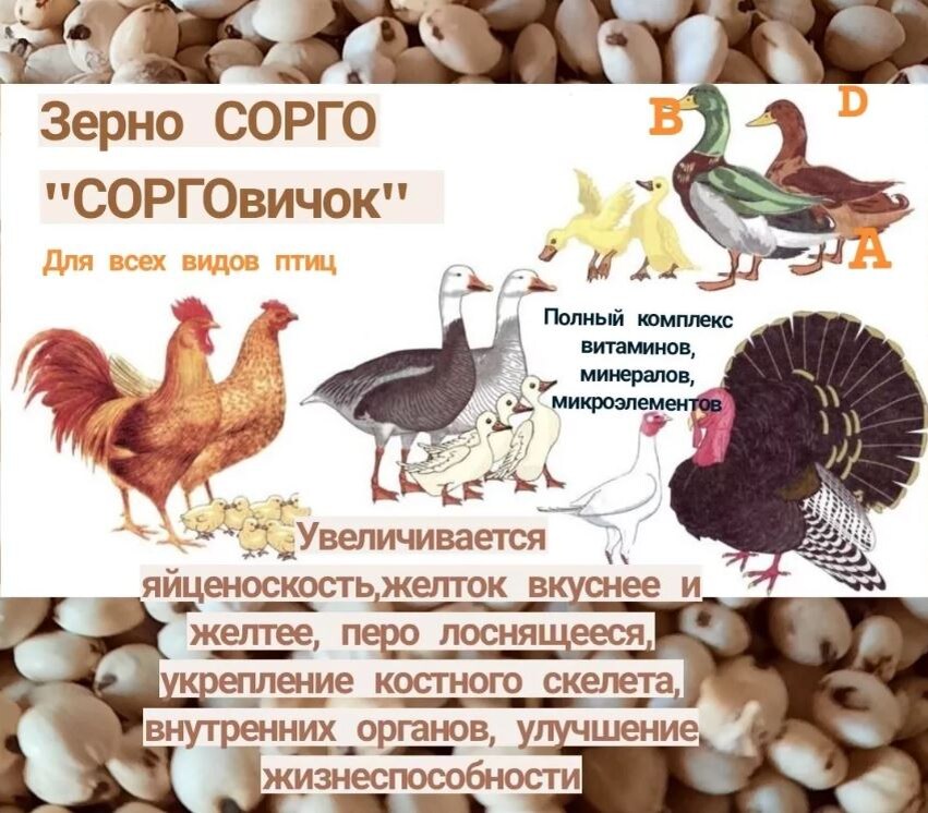 Фото из открытого источника