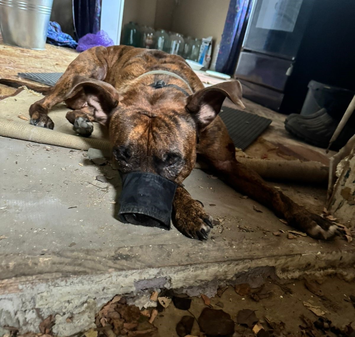 Обессиленная Дана