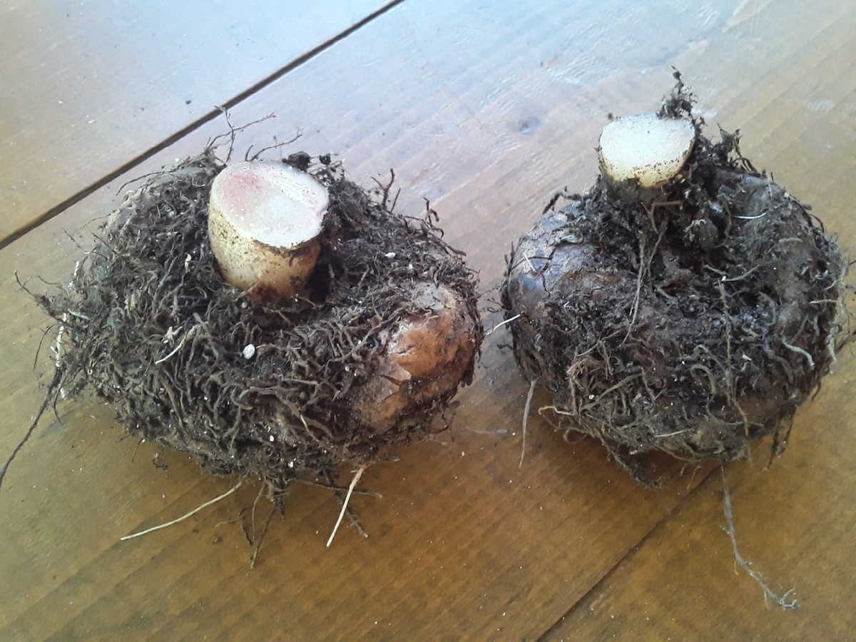 Ноябрьская бегония 