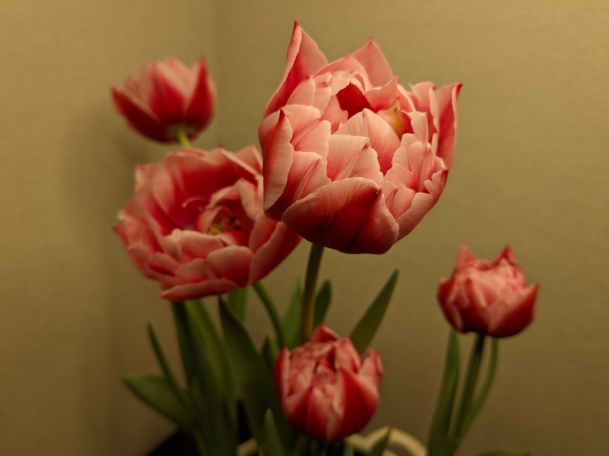 Мои выгоночные тюльпаны в конце февраля - последний зимний аккорд