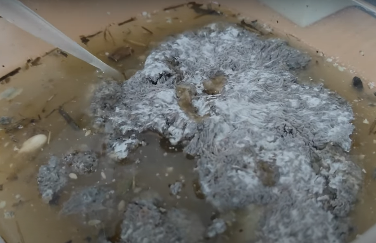 Образец барматухи, предоставленный для исследования учеником Дзамболата.