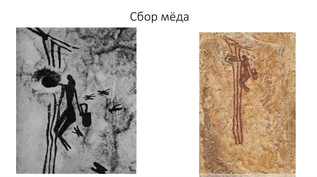 Наскальные рисунки, изображающие сбор мёда, были обнаружены в пещере Ла-Аранья в Бикорпе, Испания. Эти изображения, датируемые примерно 8000 лет назад, демонстрируют человека, поднимающегося по верёвке к пчелиному гнезду для добычи мёда.