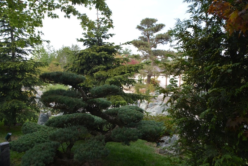 Японский сад парка Галицкого